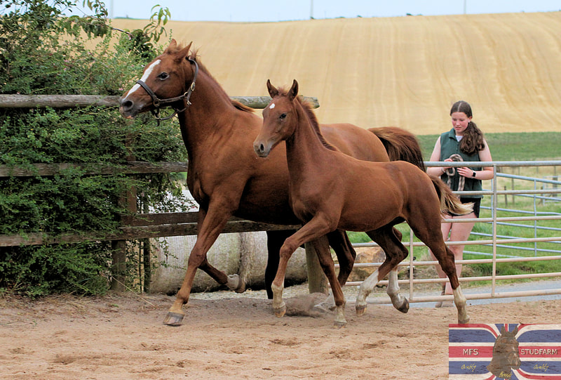 MFS STUDFARM HORSES FOR SALE - MFS STUDFARM, AWARD WINNING SPORT HORSES